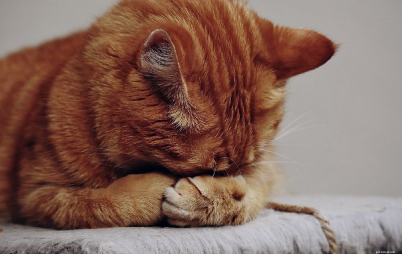 8 Expert Reasons Why Cats Cover Their Faces While Sleeping