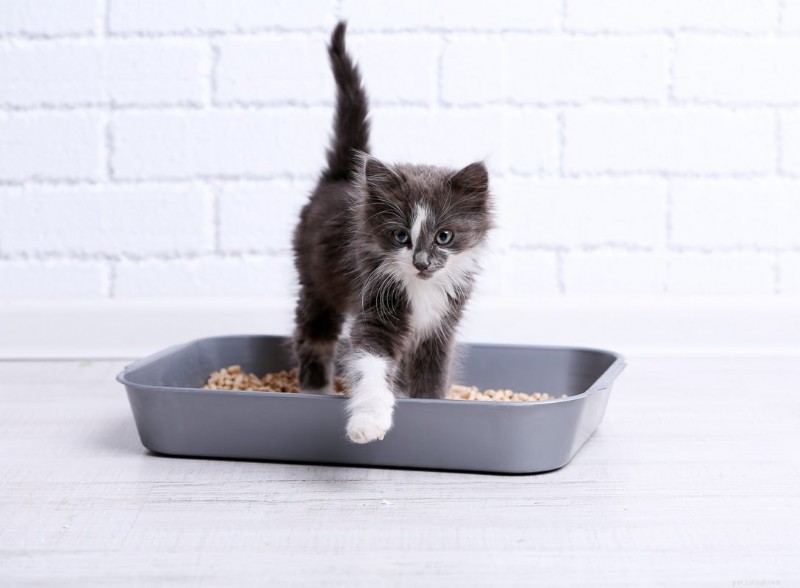 Understanding Your Cat s Urination Frequency: 4 Key Insights