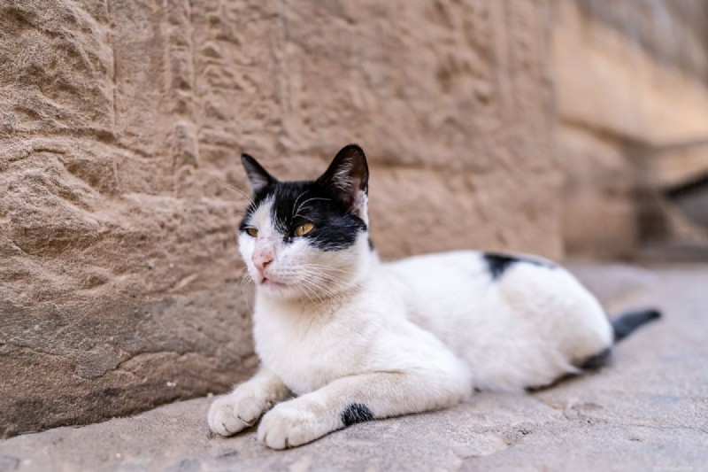 Understanding Your Cat s Urination Frequency: 4 Key Insights