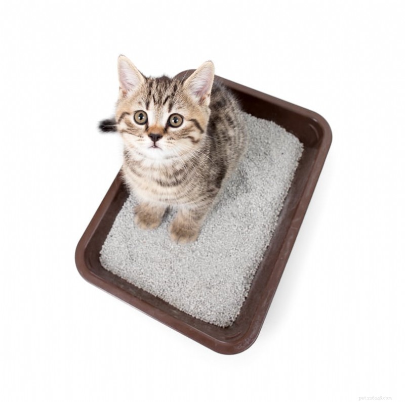 Understanding Your Cat s Urination Frequency: 4 Key Insights