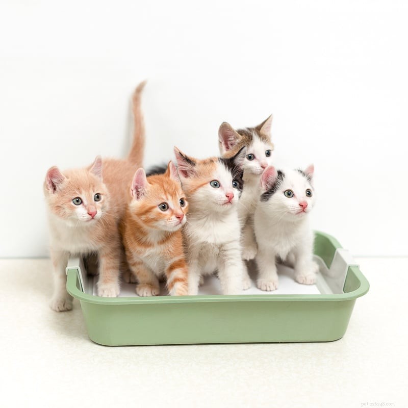 Understanding Your Cat s Urination Frequency: 4 Key Insights
