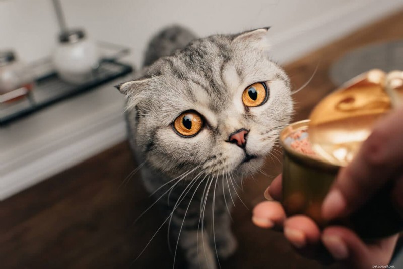 Understanding Your Cat s Urination Frequency: 4 Key Insights