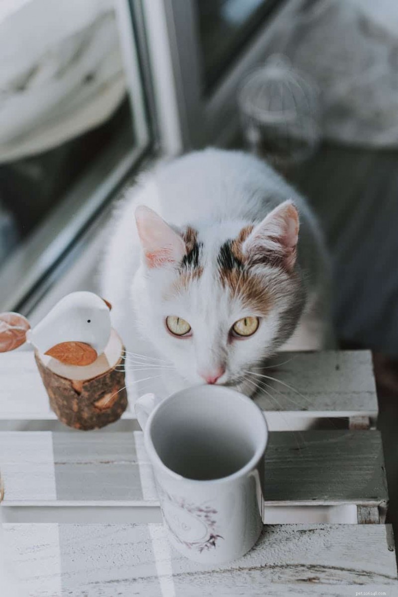 Understanding Your Cat s Urination Frequency: 4 Key Insights