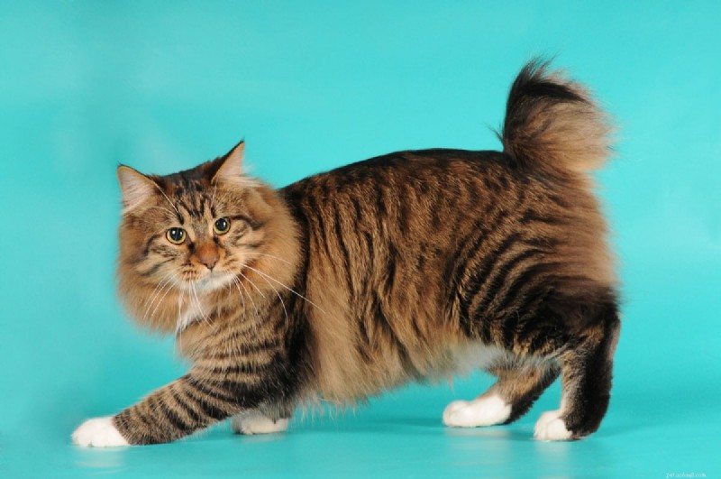 Understanding Your Cat s Urination Frequency: 4 Key Insights