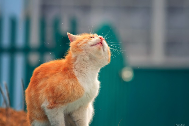 Cat Shaking Explained: 4 Key Causes & How to Respond