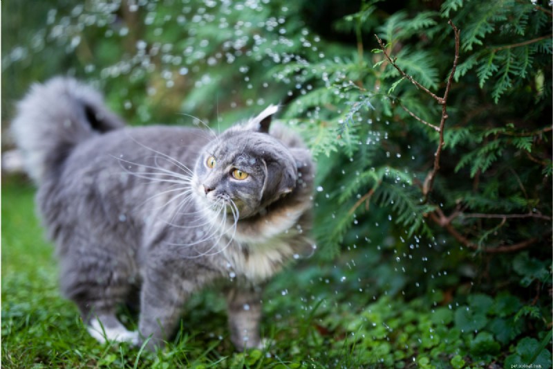 Cat Shaking Explained: 4 Key Causes & How to Respond
