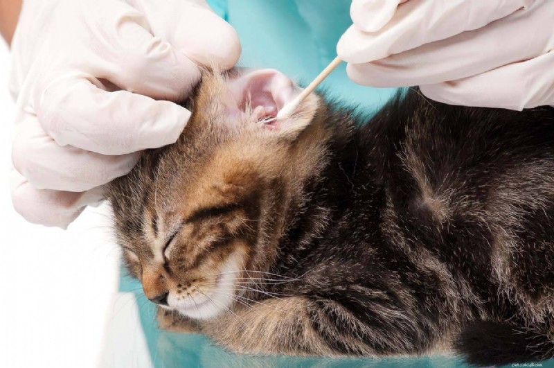Cat Shaking Explained: 4 Key Causes & How to Respond