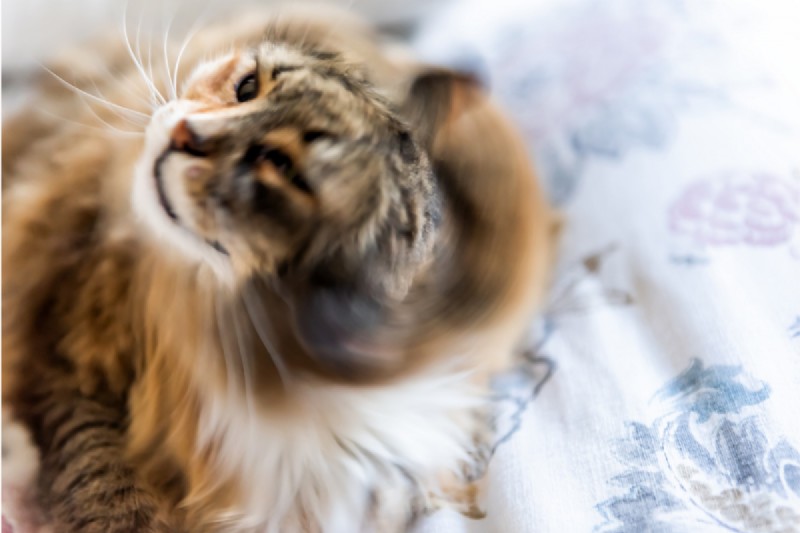 Cat Shaking Explained: 4 Key Causes & How to Respond