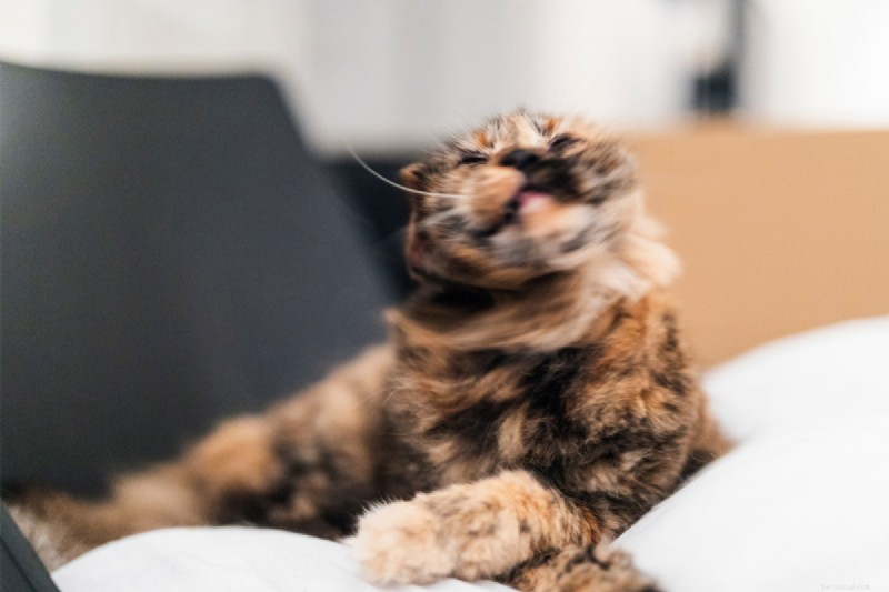 Cat Shaking Explained: 4 Key Causes & How to Respond