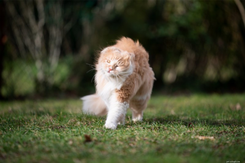 Cat Shaking Explained: 4 Key Causes & How to Respond