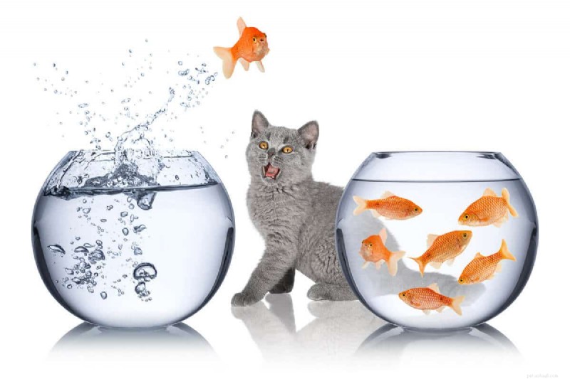 How Long is a Cat’s Memory? Everything You Need to Know