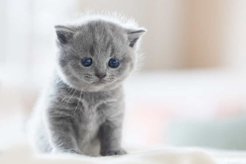 How Long is a Cat’s Memory? Everything You Need to Know