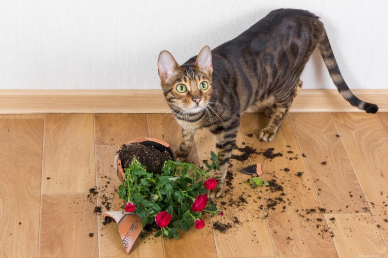 How Long is a Cat’s Memory? Everything You Need to Know