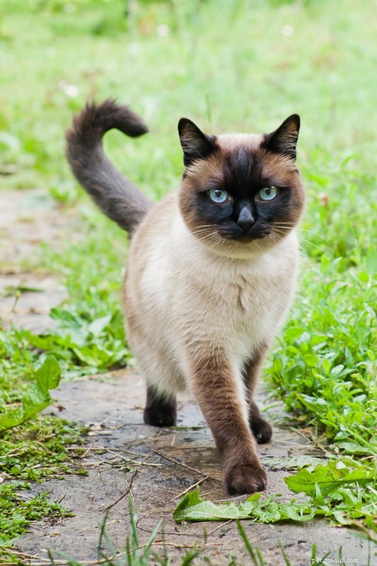 How Long is a Cat’s Memory? Everything You Need to Know