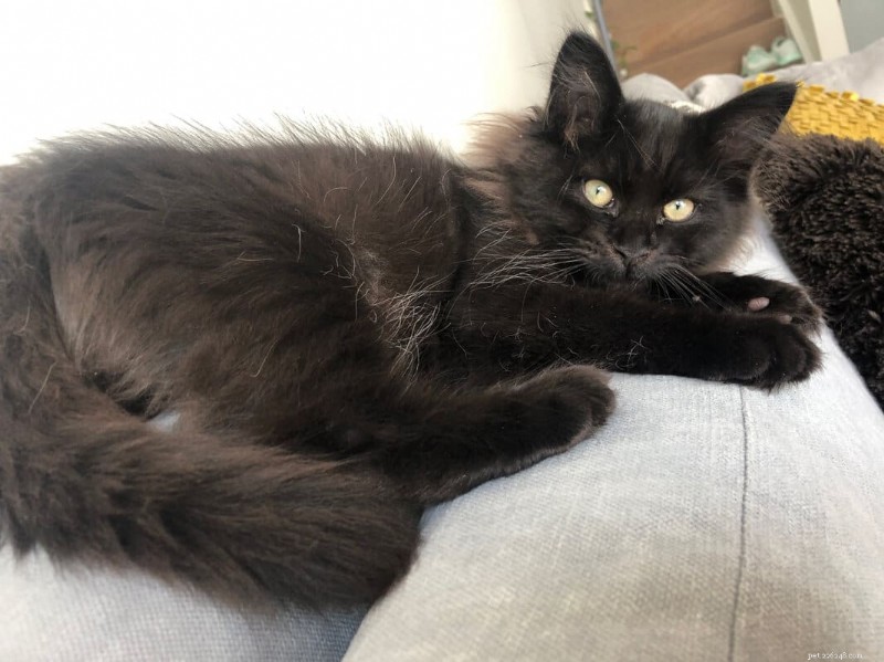 15 Intriguing Spots Where Your Cat Vanishes—The Mystery Explained