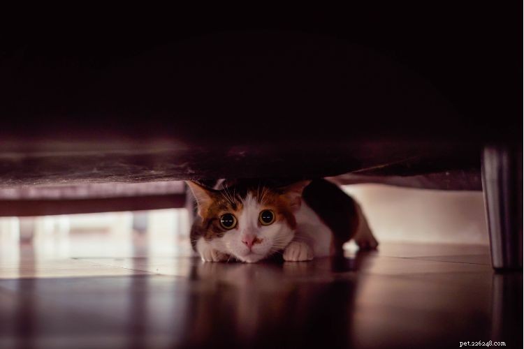 15 Intriguing Spots Where Your Cat Vanishes—The Mystery Explained