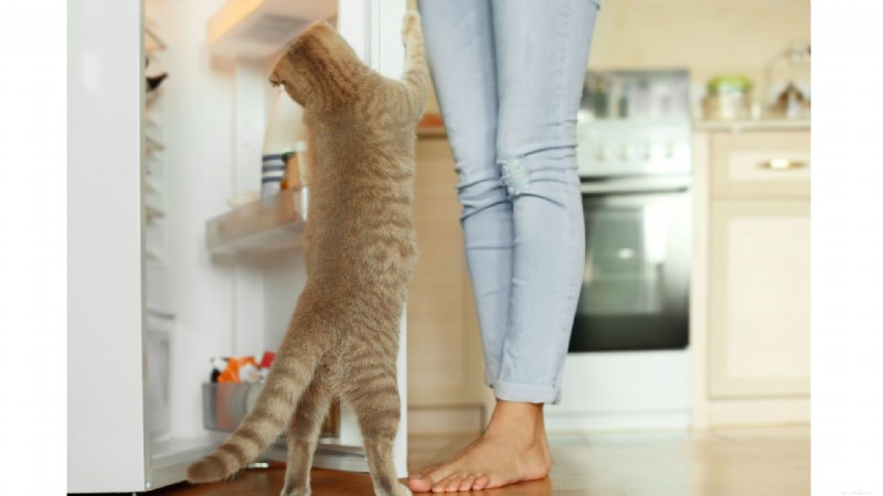 15 Intriguing Spots Where Your Cat Vanishes—The Mystery Explained