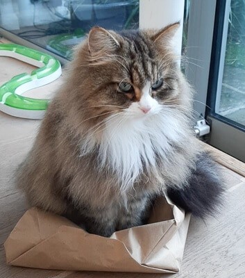 15 Intriguing Spots Where Your Cat Vanishes—The Mystery Explained