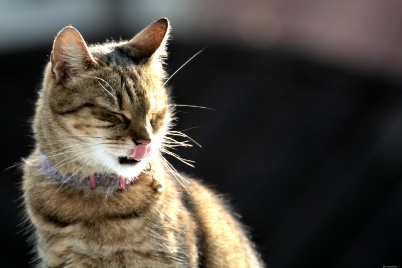 What Your Cat Is Trying to Warn You About: 10 Strange Hints They’re Sending