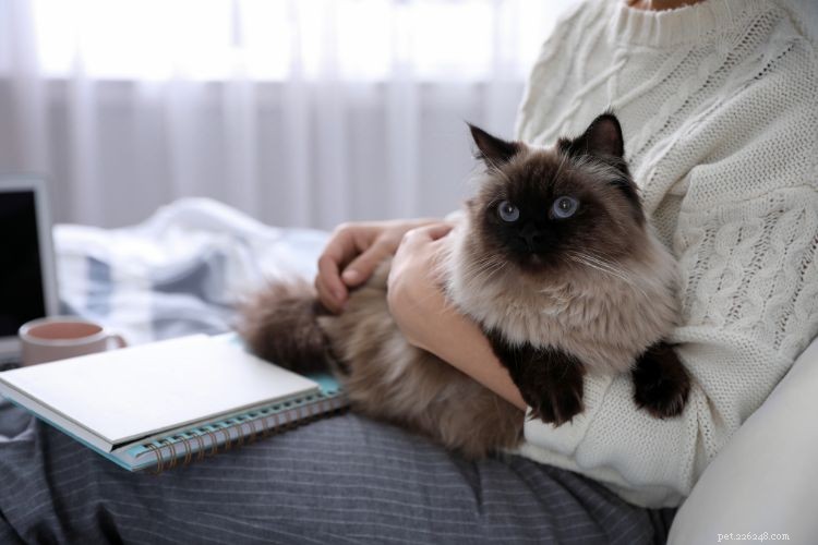 What Your Cat Is Trying to Warn You About: 10 Strange Hints They’re Sending