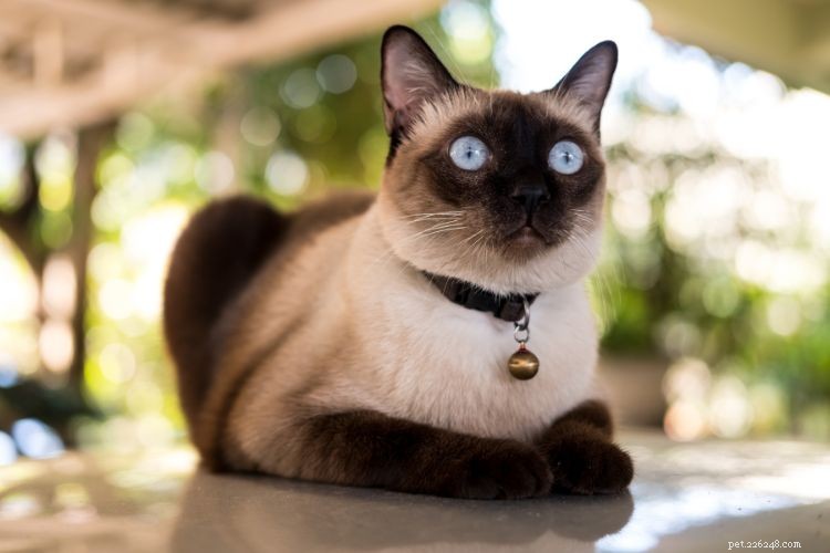 What Your Cat Is Trying to Warn You About: 10 Strange Hints They’re Sending