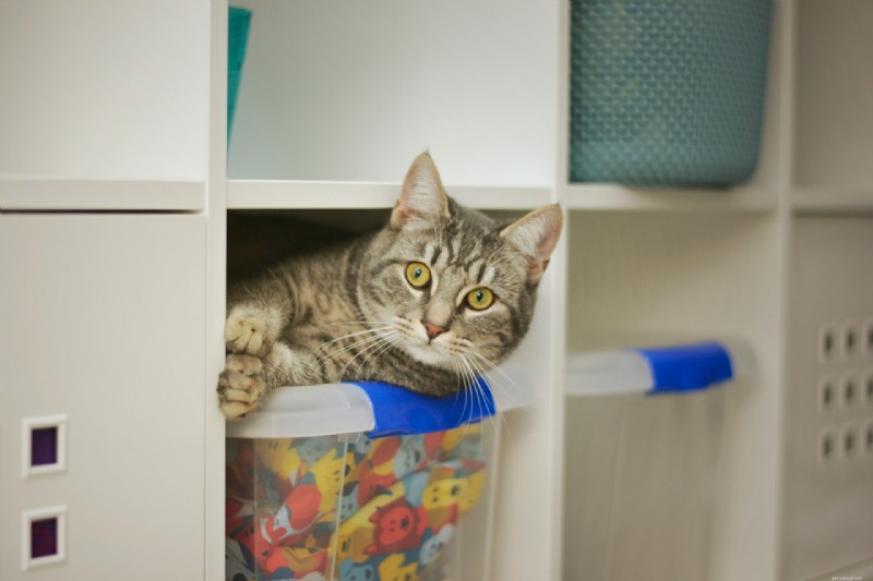 Your Cat Sees You as a Partner, Not an Owner