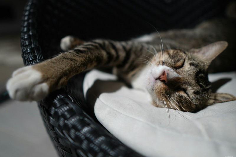 Your Cat Sees You as a Partner, Not an Owner