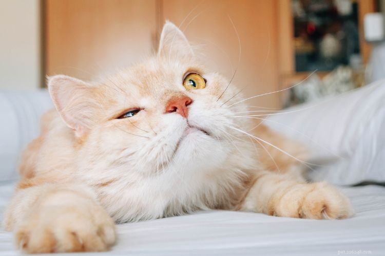 10 Unexpected Ways Your Cat Shows It Loves You
