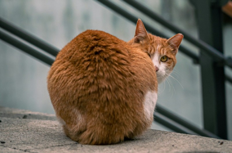 10 Unexpected Ways Your Cat Shows It Loves You