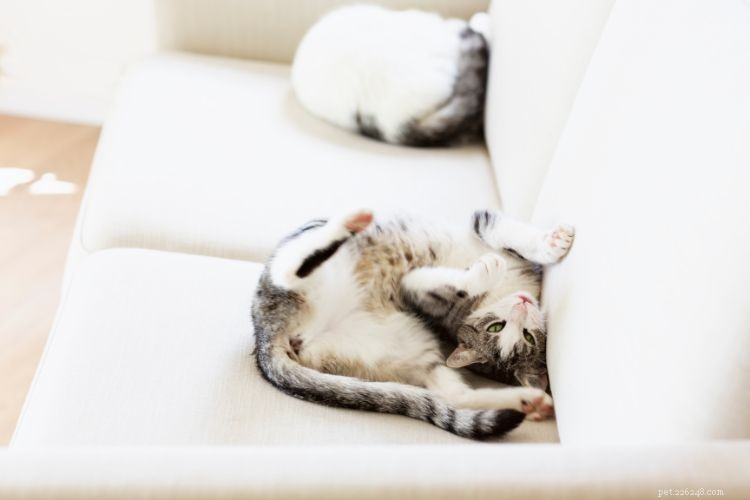 10 Unexpected Ways Your Cat Shows It Loves You