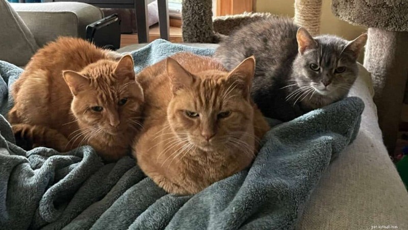 Saying Goodbye to Elwood: A Heartfelt Tribute to My Beloved Cat Who Passed from Kidney Disease