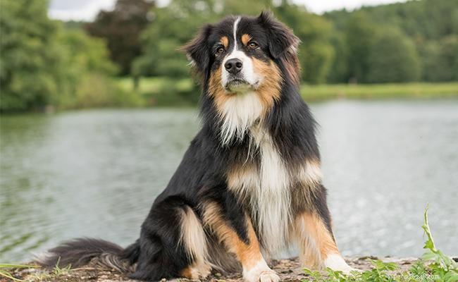 Australian Shepherd Names: 150 Unique & Memorable Picks