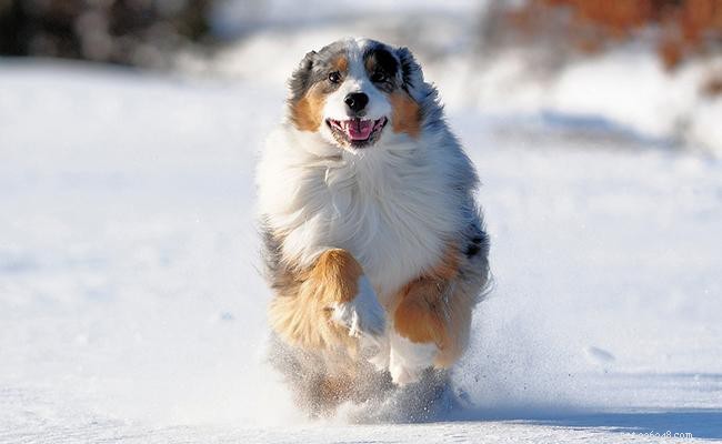 Australian Shepherd Names: 150 Unique & Memorable Picks