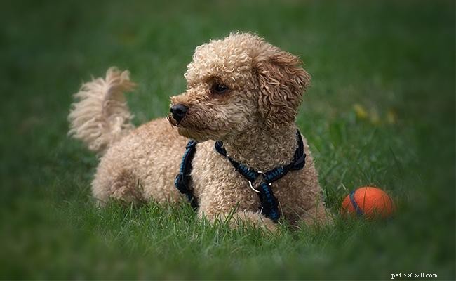125+ Elegant French Dog Names and Their Meanings