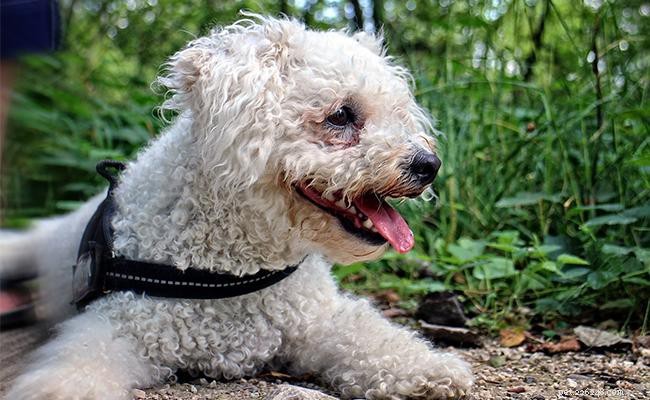 125+ Elegant French Dog Names and Their Meanings