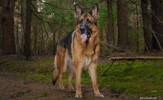 Discover 175+ German Shepherd Names (Male & Female) with Meaningful Origins