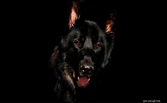 Discover 175+ German Shepherd Names (Male & Female) with Meaningful Origins