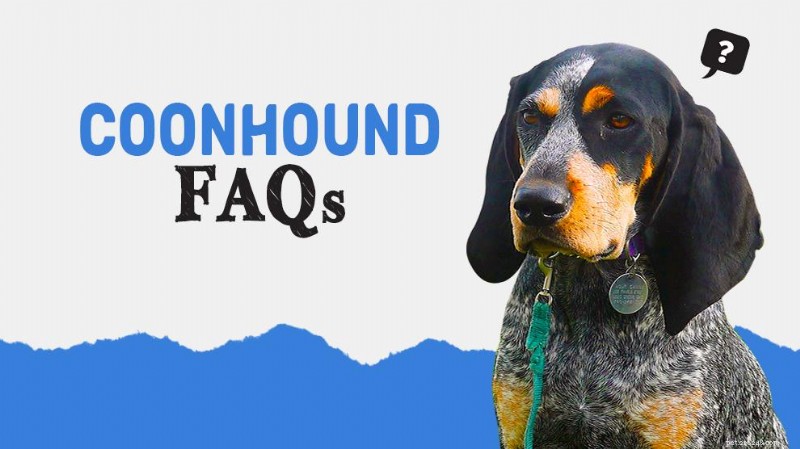 Your Complete Guide to Coonhounds: FAQs & Expert Answers