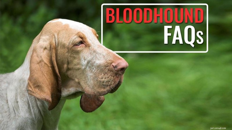 Bloodhound FAQs: Expert Answers on the Loyal Tracking Hound
