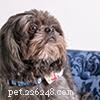 Shih Tzu Owner s Guide: Frequently Asked Questions