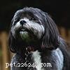 Shih Tzu Owner s Guide: Frequently Asked Questions
