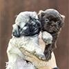 Shih Tzu Owner s Guide: Frequently Asked Questions