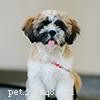 Shih Tzu Owner s Guide: Frequently Asked Questions