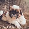 Shih Tzu Owner s Guide: Frequently Asked Questions