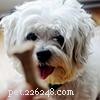 Shih Tzu Owner s Guide: Frequently Asked Questions