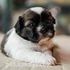 Shih Tzu Owner s Guide: Frequently Asked Questions