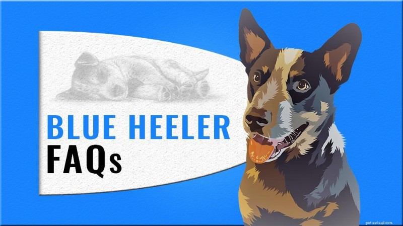 Essential Blue Heeler FAQ: Everything You Need to Know About Australian Cattle Dogs