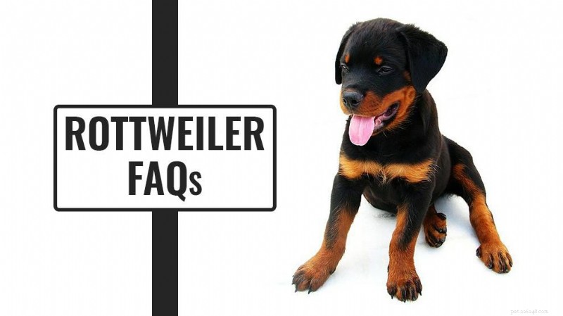 Rottweiler FAQs: All Your Questions Answered – Expert Guide
