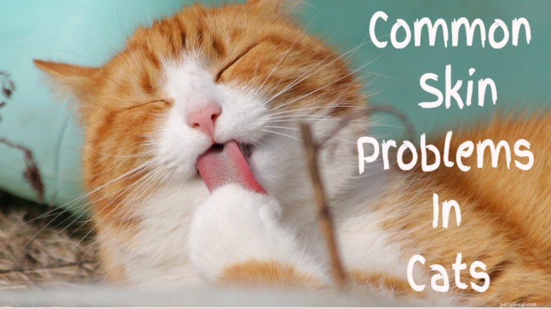 Expert Guide to Cat Skin Problems: Causes, Symptoms, and Solutions