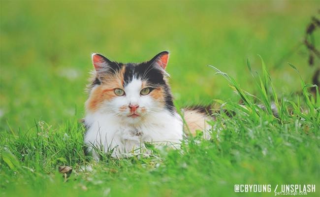 Expert Guide to Cat Skin Problems: Causes, Symptoms, and Solutions